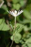 Thimbleweed